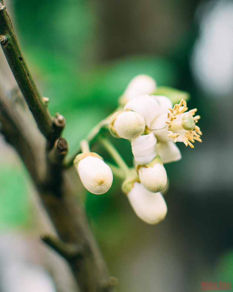 Hương bưởi xuống phố Hà thành -0