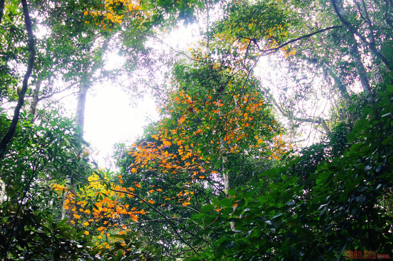 Theo dấu chân đoàn quân Tây Tiến, chinh phục đỉnh Pha Luông mùa lá phong -0