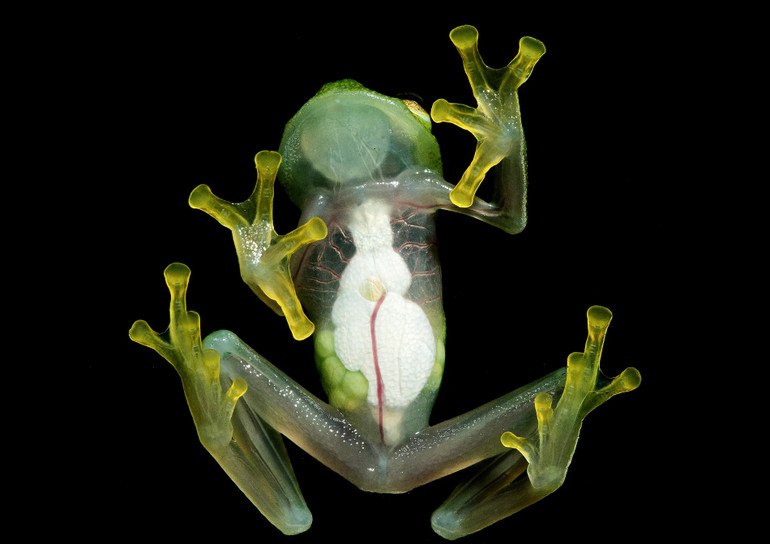 Sáu sinh vật kỳ diệu có thể nhìn xuyên thấu -0