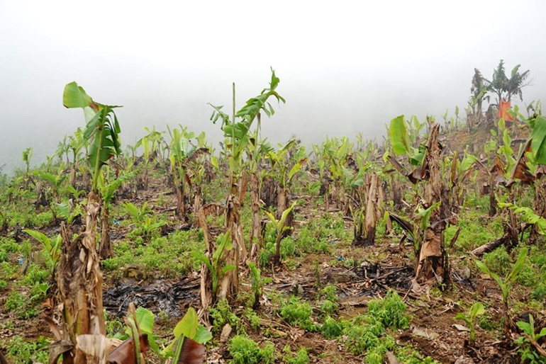 Hàng trăm ha chuối xuất khẩu ở Lào Cai chết lụi, thiệt hại nặng nề -0