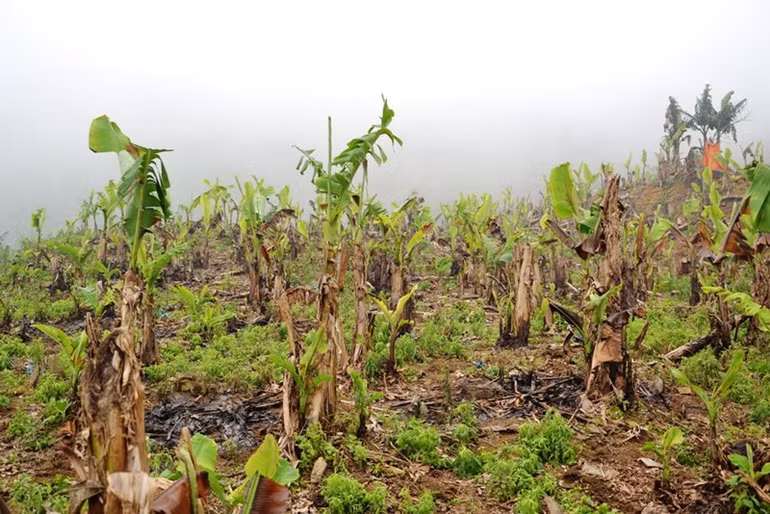 Hàng trăm ha chuối xuất khẩu ở Lào Cai chết lụi, thiệt hại nặng nề -0