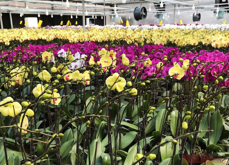 Đẹp mê lòng hoa lan hồ điệp giữa Sa Mù -0