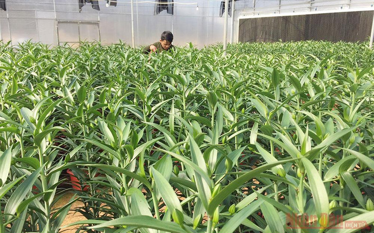 Đẹp mê lòng hoa lan hồ điệp giữa Sa Mù -0