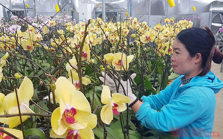 Đẹp mê lòng hoa lan hồ điệp giữa Sa Mù -0