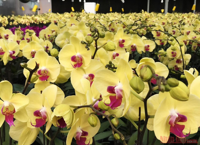 Đẹp mê lòng hoa lan hồ điệp giữa Sa Mù -0