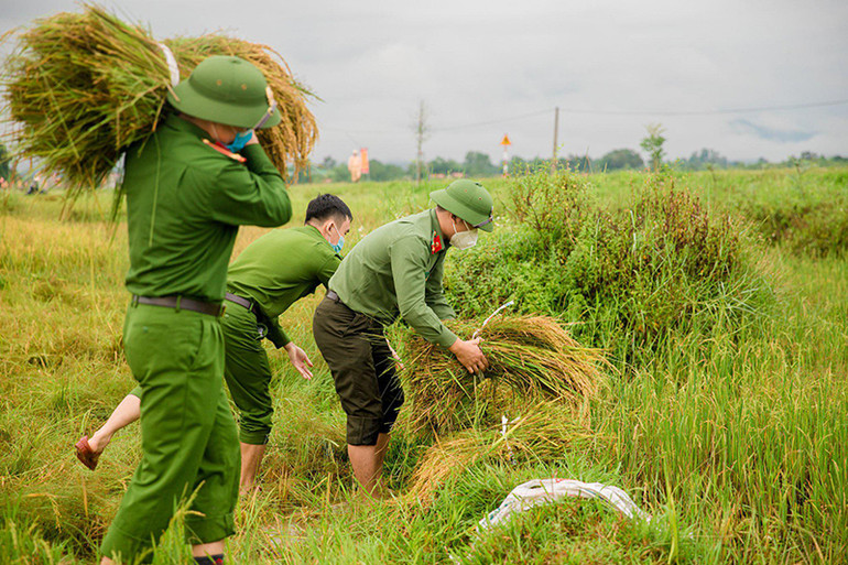 Lực lượng vũ trang Hà Tĩnh xuống đồng gặt lúa giúp dân. Nghệ An, Hà Tĩnh thu hoạch nhanh vụ lúa hè thu chạy bão số 5 -0