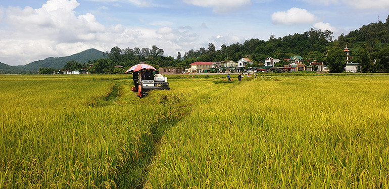 Gặt lúa chạy bão ở xã Hưng Yên Nam, huyện Hưng Nguyên. Nghệ An, Hà Tĩnh thu hoạch nhanh vụ lúa hè thu chạy bão số 5 -0