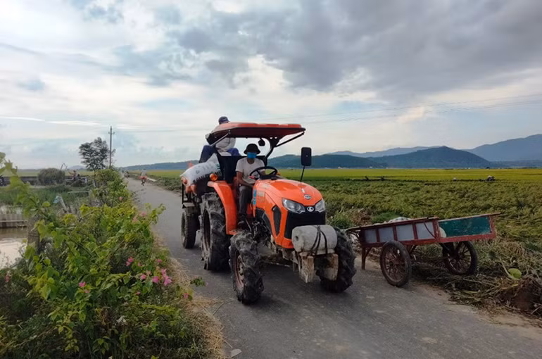 Nghệ An, Hà Tĩnh thu hoạch nhanh vụ lúa hè thu chạy bão số 5 -0