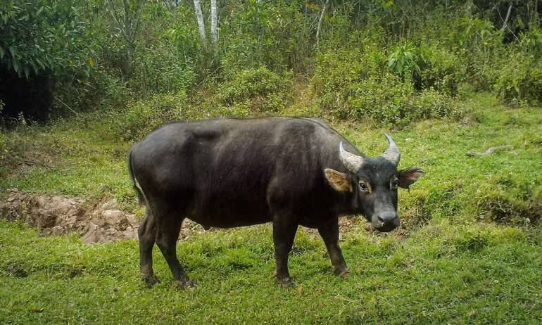 Năm Tân Sửu tìm hiểu những loài trâu quý hiếm -0