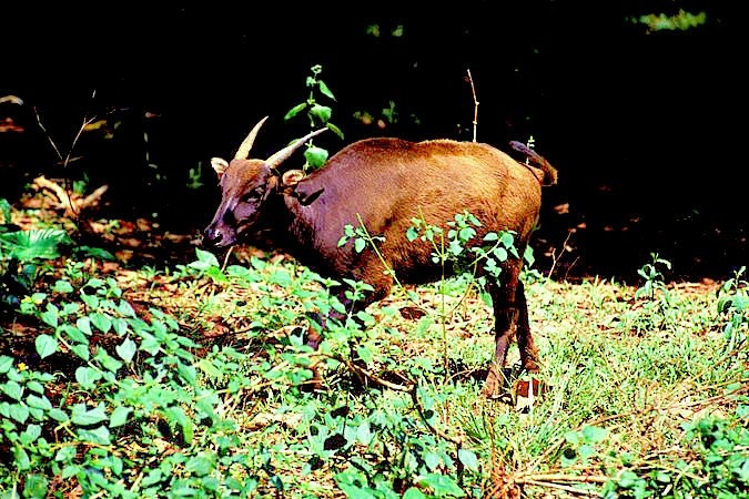 Năm Tân Sửu tìm hiểu những loài trâu quý hiếm -0