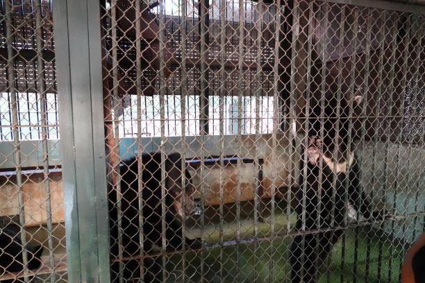 Bốn cá thể gấu cuối cùng tại Rạp xiếc Trung ương không còn phải biểu diễn xiếc -0