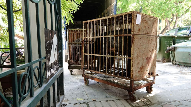 Bốn cá thể gấu cuối cùng tại Rạp xiếc Trung ương không còn phải biểu diễn xiếc -0