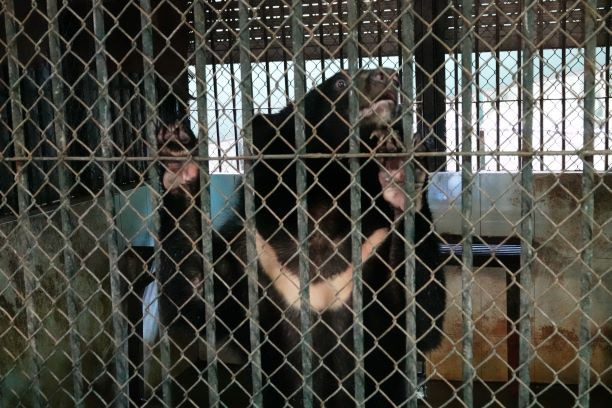 Bốn cá thể gấu cuối cùng tại Rạp xiếc Trung ương không còn phải biểu diễn xiếc -0