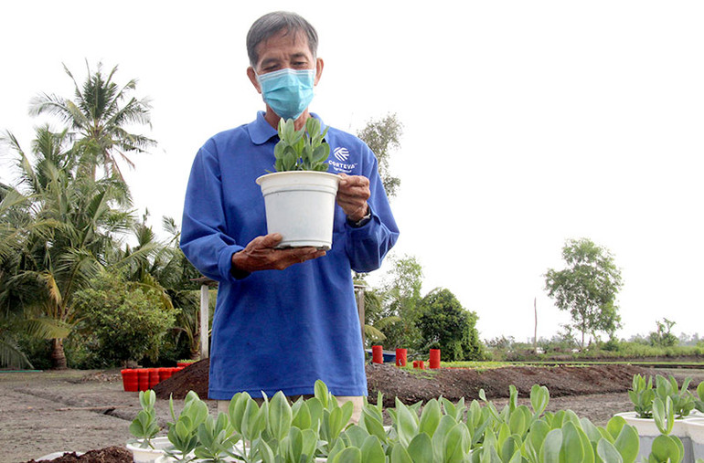Các nhà vườn chuẩn bị hoa, cây cảnh phục vụ thị trường Tết. Nhà vườn Hậu Giang tất bật chuẩn bị hoa, kiểng, trái cây Tết -0