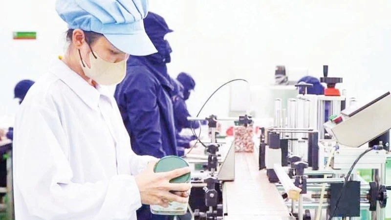 Cây điều Đồng Nai: Từ hạt nhỏ đến câu chuyện lớn về nông nghiệp xanh và chế biến sâu