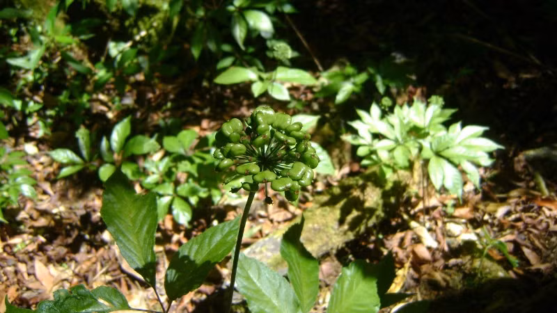 Đà Nẵng phê duyệt đơn giá cây giống sâm Ngọc Linh 1 năm tuổi năm 2025 của Trung tâm Phát triển Sâm Ngọc Linh và Dược liệu.