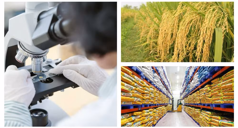 Nông nghiệp xanh bắt đầu từ những hạt giống chất lượng.