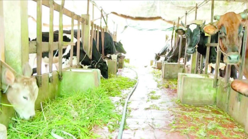 Mô hình chăn nuôi bò sữa theo quy trình khép kín của ông Sơn Đức tại phường Mỹ Xuyên, thành phố Cần Thơ.