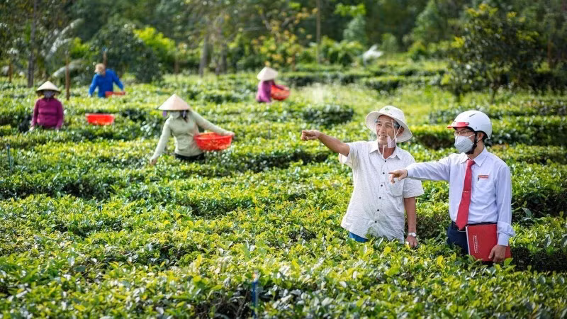 Nguồn vốn tín dụng xanh đang góp phần hỗ trợ doanh nghiệp và người dân đầu tư vào các mô hình sản xuất nông nghiệp bền vững. (Ảnh: Báo Nhân Dân)