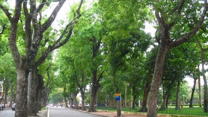 Hà Nội có một hệ thống cây xanh đa dạng chủng loại, nhưng quy hoạch còn chưa thật sự khoa học.
