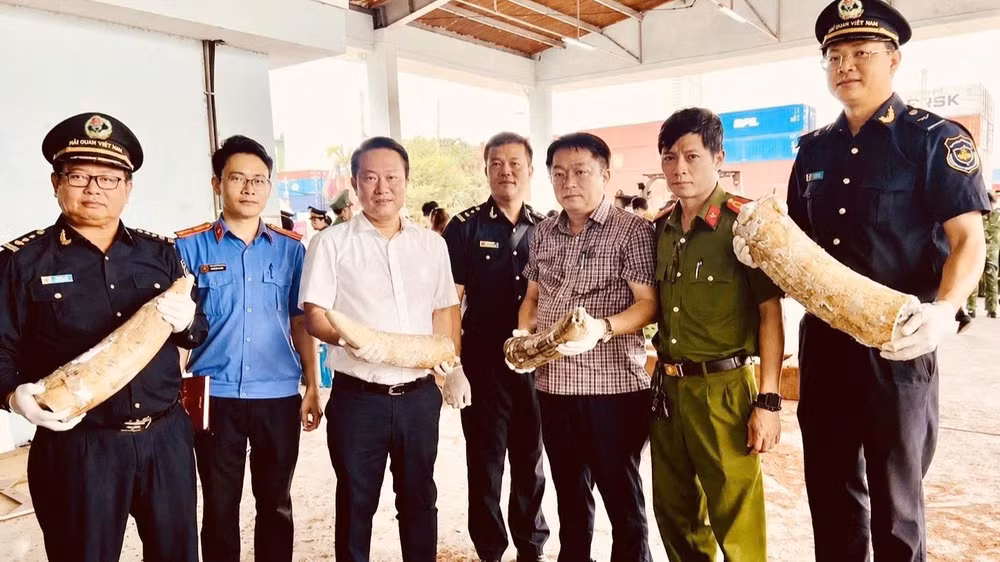 Lực lượng hải quan và các cơ quan chức năng phối hợp kiểm tra, phát hiện số lượng lớn ngà voi vận chuyển trái phép trong lô hàng cập cảng Quy Nhơn. (Ảnh: Cục Hải quan) 