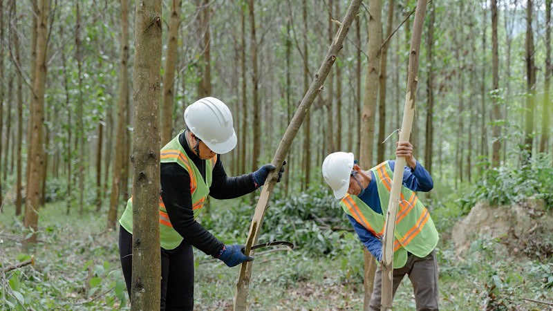 Cắt tỉa cây rừng trồng gỗ lớn. (Ảnh: GIZ) 3.jpg