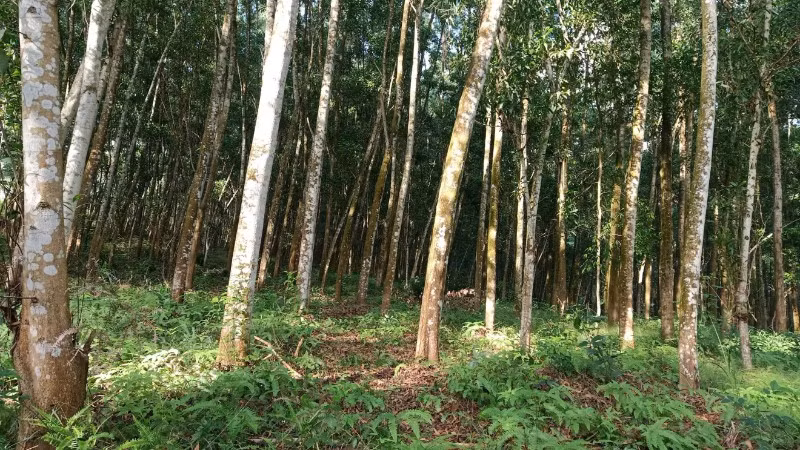 Phát triển rừng gỗ lớn, nâng cao giá trị kinh tế lâm nghiệp và bảo vệ môi trường.