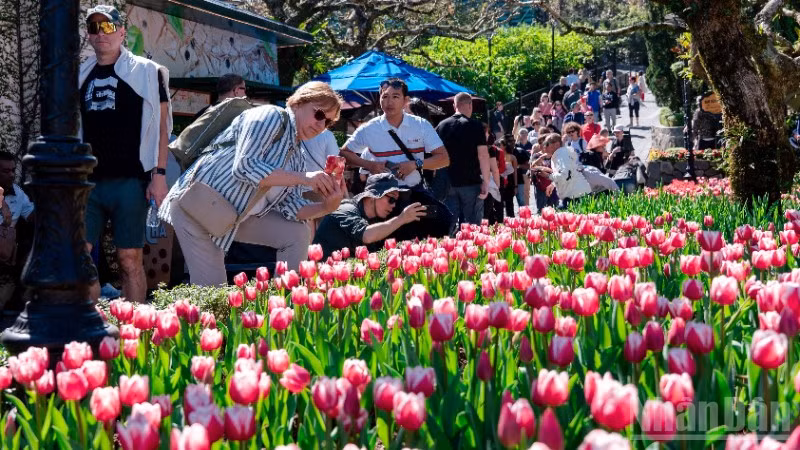 Hàng nghìn du khách đổ về ngắm hoa tulip trên đỉnh Bà Nà, Đà Nẵng. 
