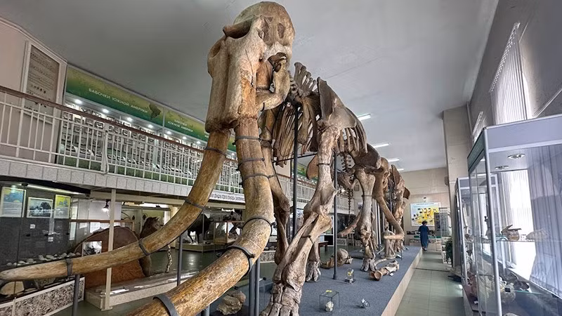 Hóa thạch voi đực có tên gọi Arkhip. (Ảnh: THÙY VÂN)