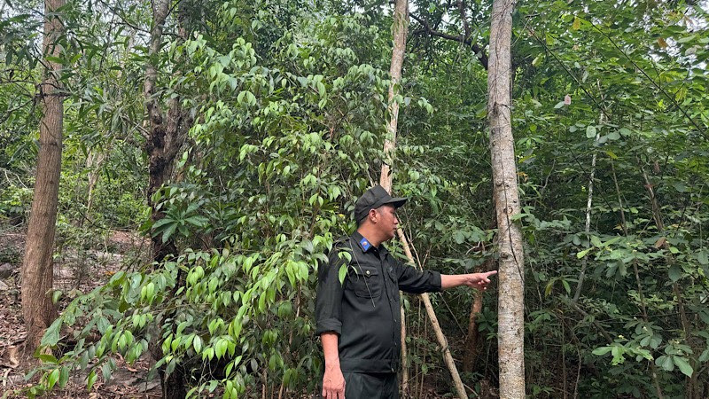 Đội trưởng Lê Phước Anh chỉ loại cây rừng đan xen khu vực có cây lâm nghiệp. anh-1.jpg