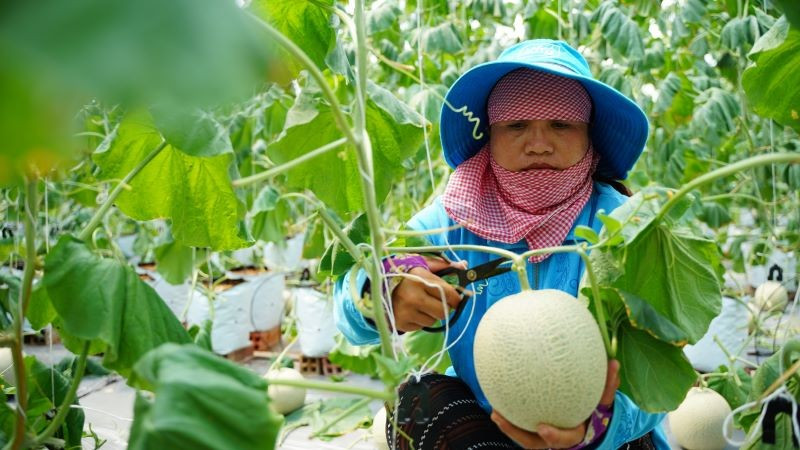Nông dân Thành phố Hồ Chí Minh thu hoạch dưa lưới.