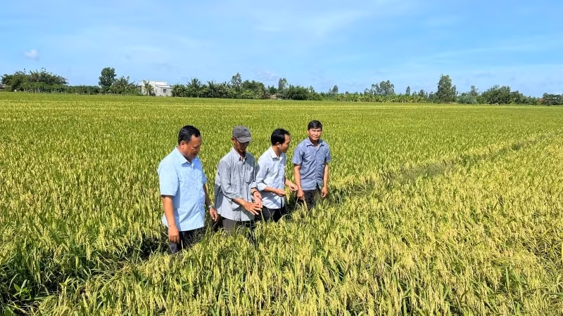 Cánh đồng lúa thông minh ở xã Tân Xuân, tỉnh Vĩnh Long