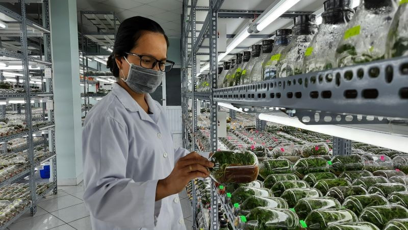 Phòng nuôi cấy mô cây giống Khu Nông nghiệp công nghệ cao Thành phố Hồ Chí Minh.