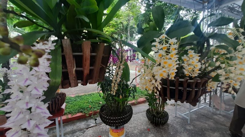 Hoa lan được trưng bày tại hội thi hoa lan Thành phố Hồ Chí Minh.