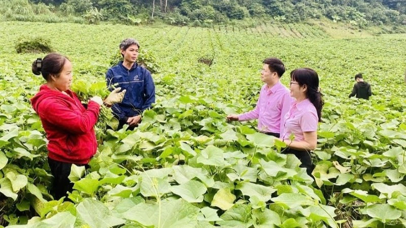 Cán bộ tín dụng của Ngân hàng Chính sách xã hội tỉnh Phú Thọ hướng dẫn người dân sử dụng vốn vay đầu tư đúng mục đích, hiệu quả.