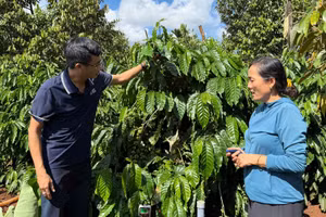 Mô hình trồng cà-phê bền vững tại phường Ea Kao, tỉnh Đắk Lắk. (Ảnh: MINH ANH)