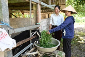 Mô hình nuôi dê phù hợp với điều kiện, phương thức sản xuất của người dân vùng lũ Hương Khê, Hà Tĩnh. (Ảnh: Đức Chiến)
