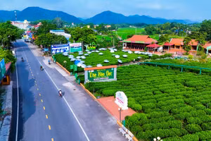 Vườn chè kết hợp du lịch nông nghiệp của Hợp tác xã Chè Hảo Đạt, xã Tân Cương.