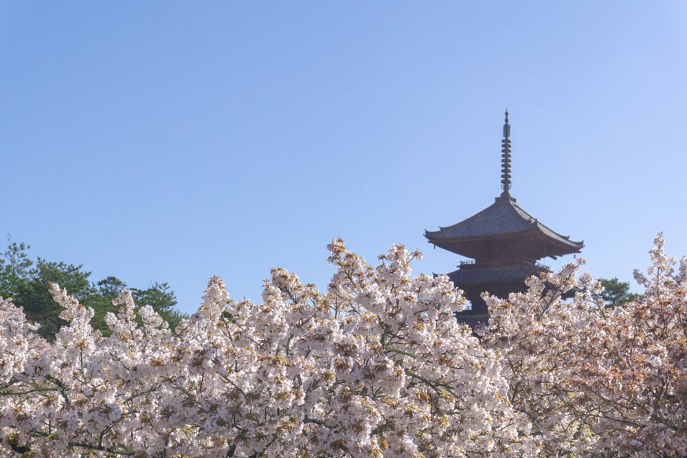 Kyoto, Nhật Bản. Ảnh: Booking.com kyoto-nhat-ban.jpg