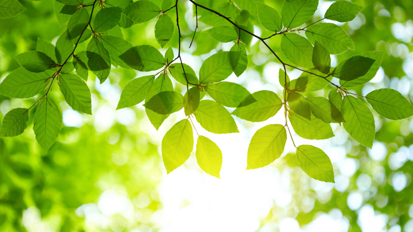 [Thơ] Những chiếc lá