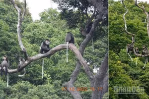 Voọc Chà vá chân đen lưu trú trong những cánh rừng nguyên sinh thuộc Vườn quốc gia Núi Chúa và Vườn quốc gia Phước Bình. (Ảnh: Đơn vị cung cấp)