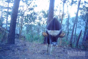 Một cá thể bò tót trưởng thành được ghi nhận thông qua hệ thống bẫy ảnh và điều tra thực địa của nhóm nghiên cứu thuộc Vườn quốc gia Phước Bình (xã Bác Ái Tây). Ảnh: đơn vị cung cấp