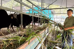 Ông Nguyễn Anh Tuấn, cán bộ Ban Quản lý Vườn quốc gia Núi Chúa-Phước Bình, chủ nhiệm đề tài “Bảo tồn và sử dụng bền vững nguồn gen bò tót lai F1 giữa bò cái nhà và bò tót đực, giai đoạn 2021-2025” chăm sóc đàn bò tót lai thế hệ F1, F2 tại khu vực nuôi dưỡng của vườn. (Ảnh: NGUYỄN TRUNG)