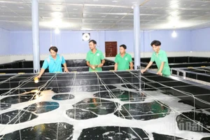 Bộ phận kỹ thuật của Công ty trách nhiệm hữu hạn Sản xuất giống thủy sản Tuấn Hà, xã Vĩnh Hải, tỉnh Khánh Hòa kiểm tra quá trình sinh trưởng của tôm giống trong thời gian ươm dưỡng. (Ảnh: NGUYỄN TRUNG).