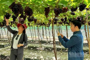 Nông dân tỉnh Khánh Hòa trồng nho đem lại lợi nhuận cao gấp 8 đến 18 lần so với trồng lúa. Nhờ đó, đời sống ngày càng khấm khá. (Ảnh: NGUYỄN TRUNG)