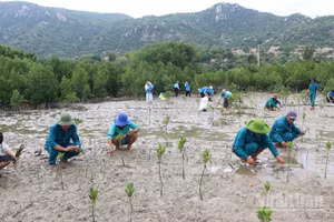 Các thành viên Tổ tình nguyện bảo vệ rừng ngập mặn thôn Mỹ Hòa; Đội tình nguyện bảo vệ rùa biển của Vườn quốc gia Núi Chúa trồng dặm những chỗ cây non chết trước đó. (Ảnh: NGUYỄN TRUNG)