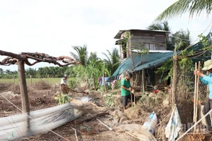 Ông Trịnh Minh Trung, thôn Ninh Quý 3, xã Phước Hậu (Khánh Hòa) thuê 3 công đến dọn lại vườn tược sau mưa lũ. (Ảnh: NGUYỄN TRUNG)