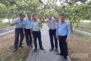 Đoàn công tác Sở Nội vụ Quảng Ngãi và lãnh đạo Viện Nha Hố thăm vườn táo bom TN01 của nông dân xã Mỹ Sơn, tỉnh Khánh Hoà. (Ảnh: Viện Nha Hố cung cấp)