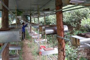 Tổ ong dú được đầu tư bài bản tại làng ong Bác Ái Tây (Khánh Hòa). (Ảnh: NGUYỄN TRUNG)