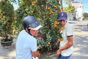 Cây quất kiểng được nhiều người lựa chọn mua để chưng vào những ngày Tết. (Ảnh: NGUYỄN TRUNG)